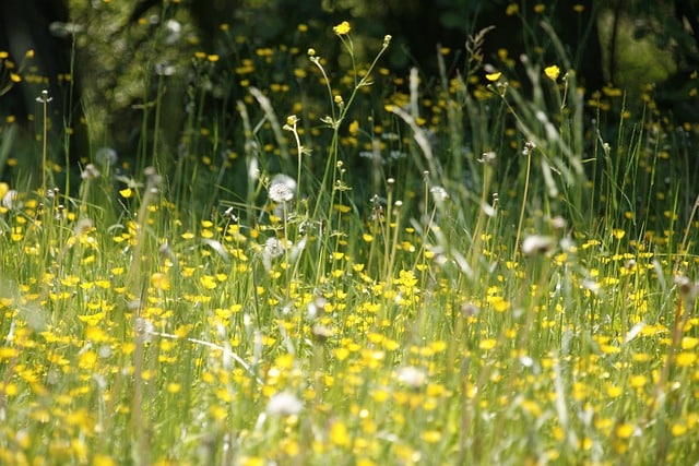 field of flowers with pollens flying around